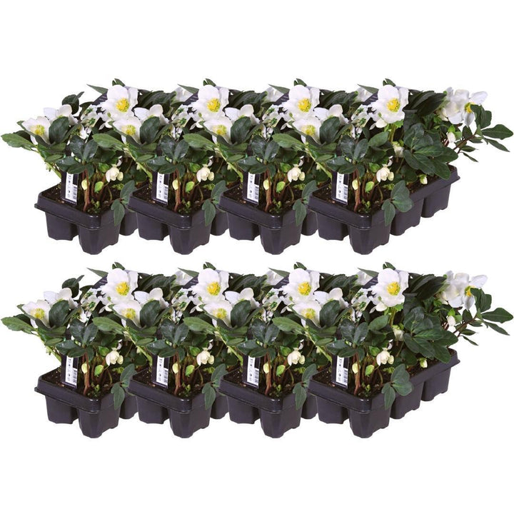 Set von 48 Christrosen Pflanzen | 48x Helleborus niger 'Christmas Carol' | 7 cm Ø | 20 cm ↕