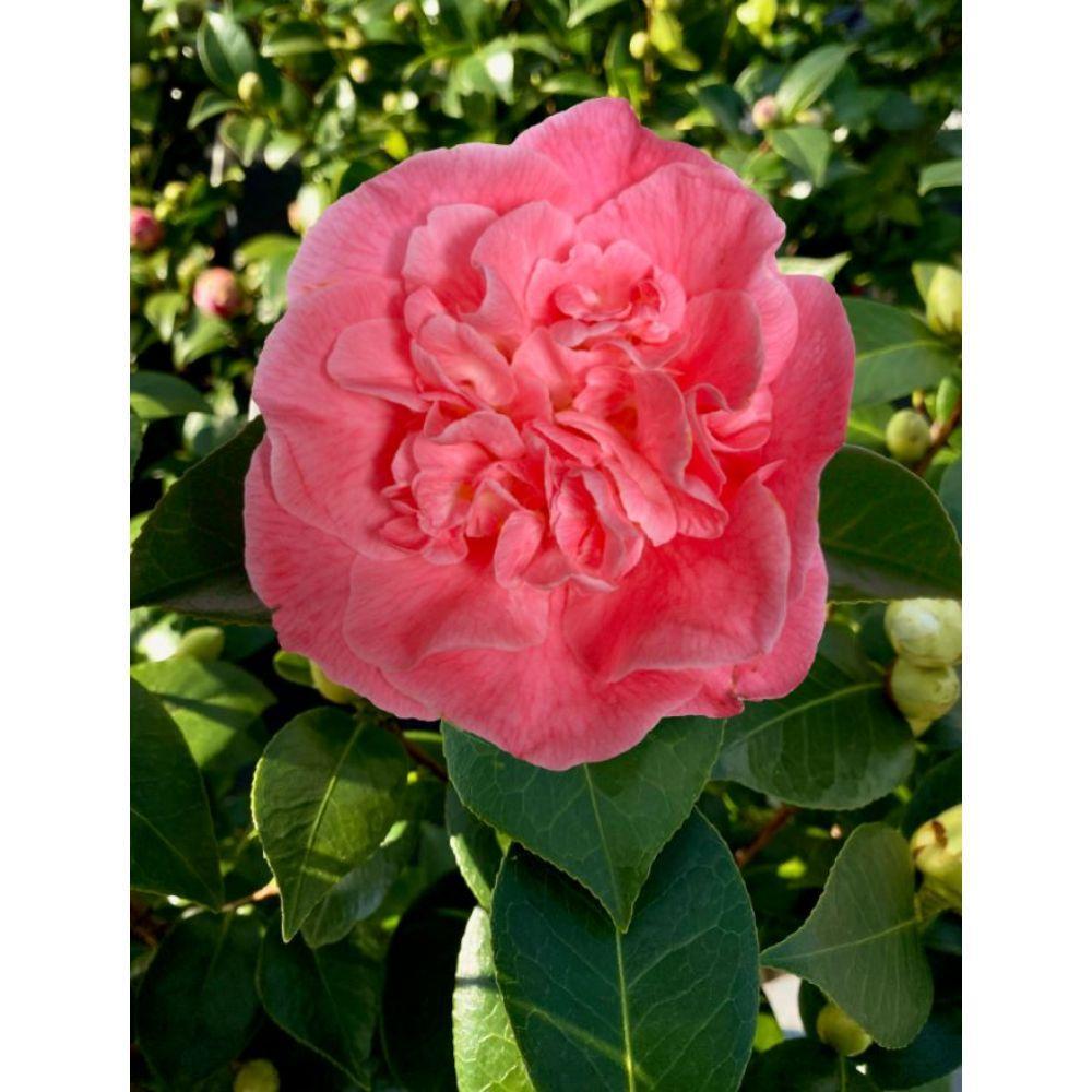 Camellia ret. 'Mary Williams' - ↨70cm - Ø24cm