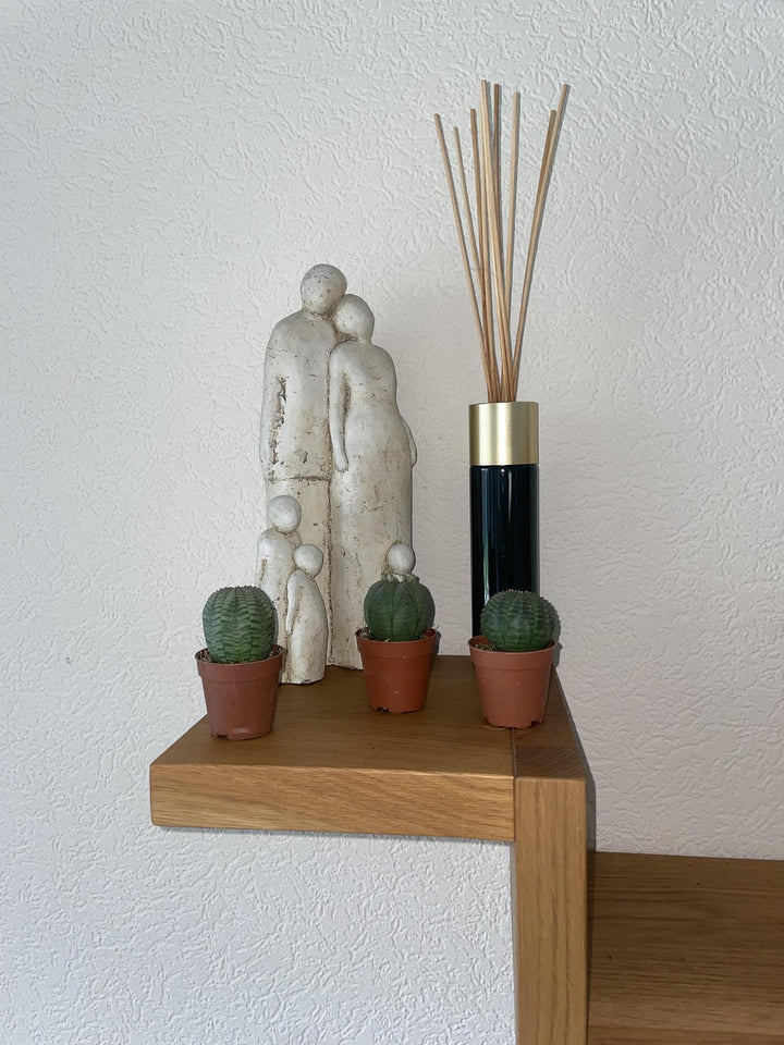 Cactus- Euphorbia obesa- 5.5cm potten- 6-9cm Hoog (3 Stuks)