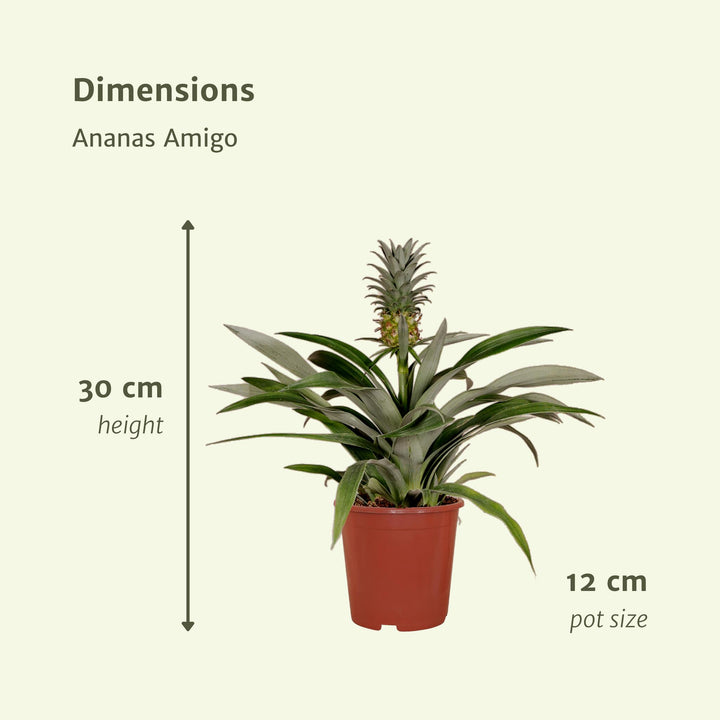 2x Bromelie - Ananaspflanze - 30cm - ø12