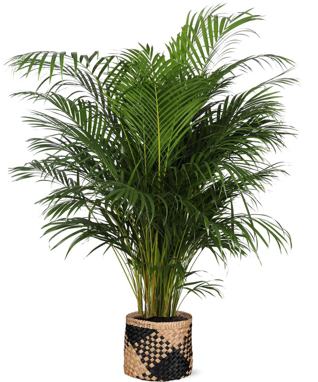 Dypsis Lutescens (Areca Palm) Ø27cm ↕160cm in Albury BLACK print mand