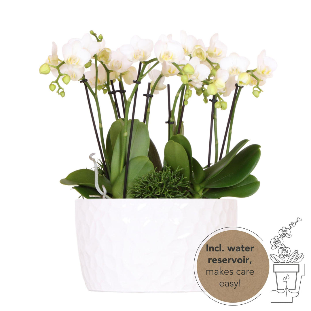 witte plantenset in Honey dish incl. waterreservoir | drie witte orchideeën Amabilis 9cm en drie groene planten Rhipsalis | Jungle Bouquet wit met zelfvoorzienend waterreservoir