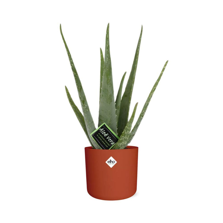 Aloe Vera 12cm in ELHO b.for soft rond 14cm brique