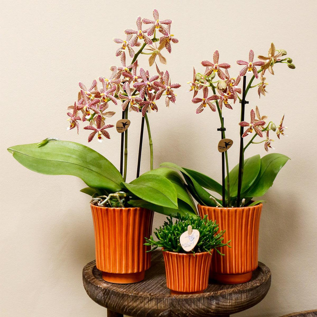 orange Phalaenopsis Orchidee - Spider in Retro Terracotta - Topfgröße Ø9cm | blühende Zimmerpflanze - frisch vom Züchter