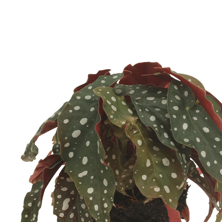 2x Begonia Maculata - Blattbegonie - 20cm - ø12