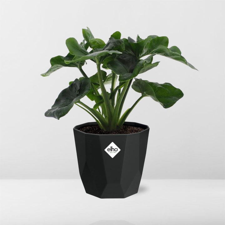 Philodendron Atom in 14cm b.for rock living black