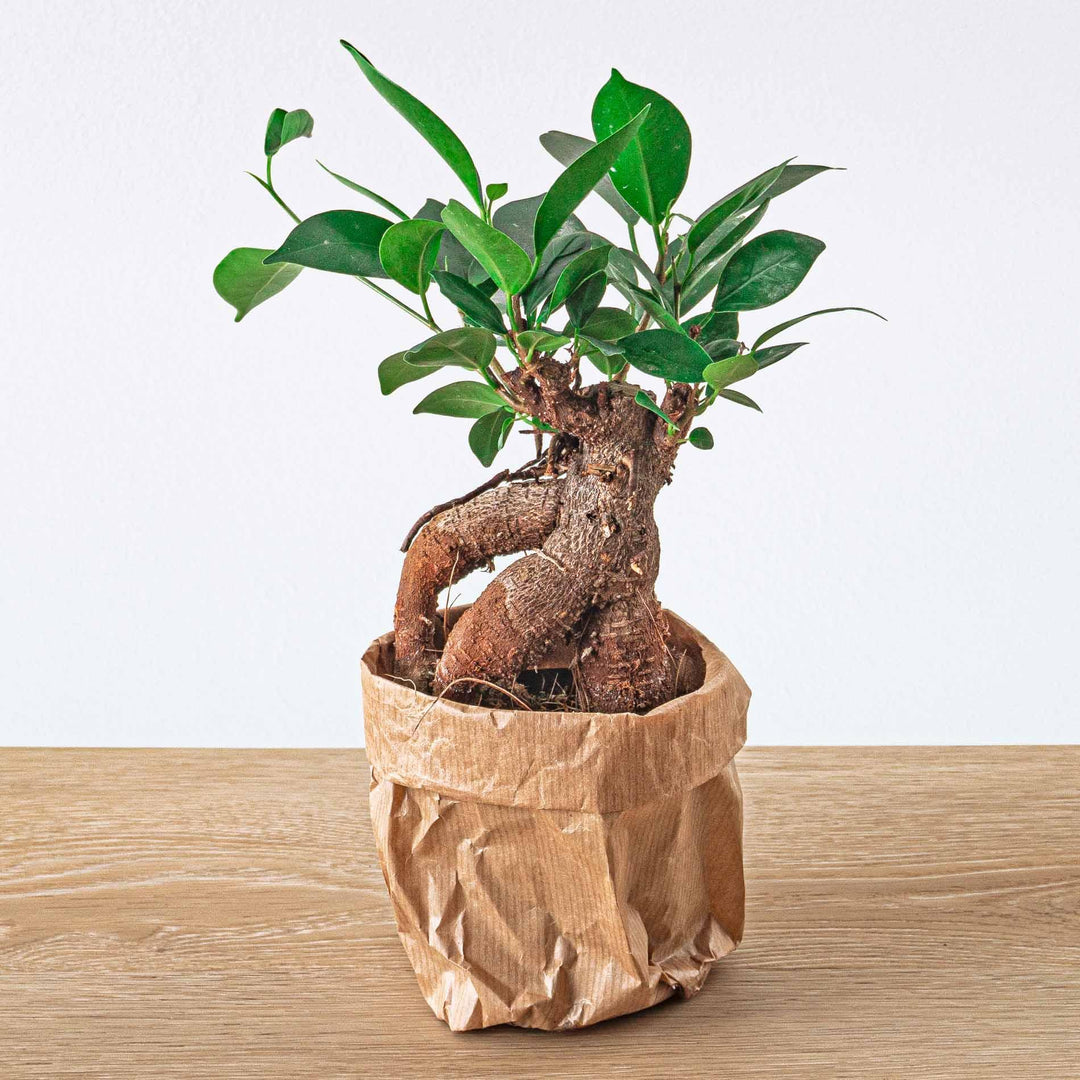 Ficus microcarpa ginseng bonsai  - Potmaat 8,5