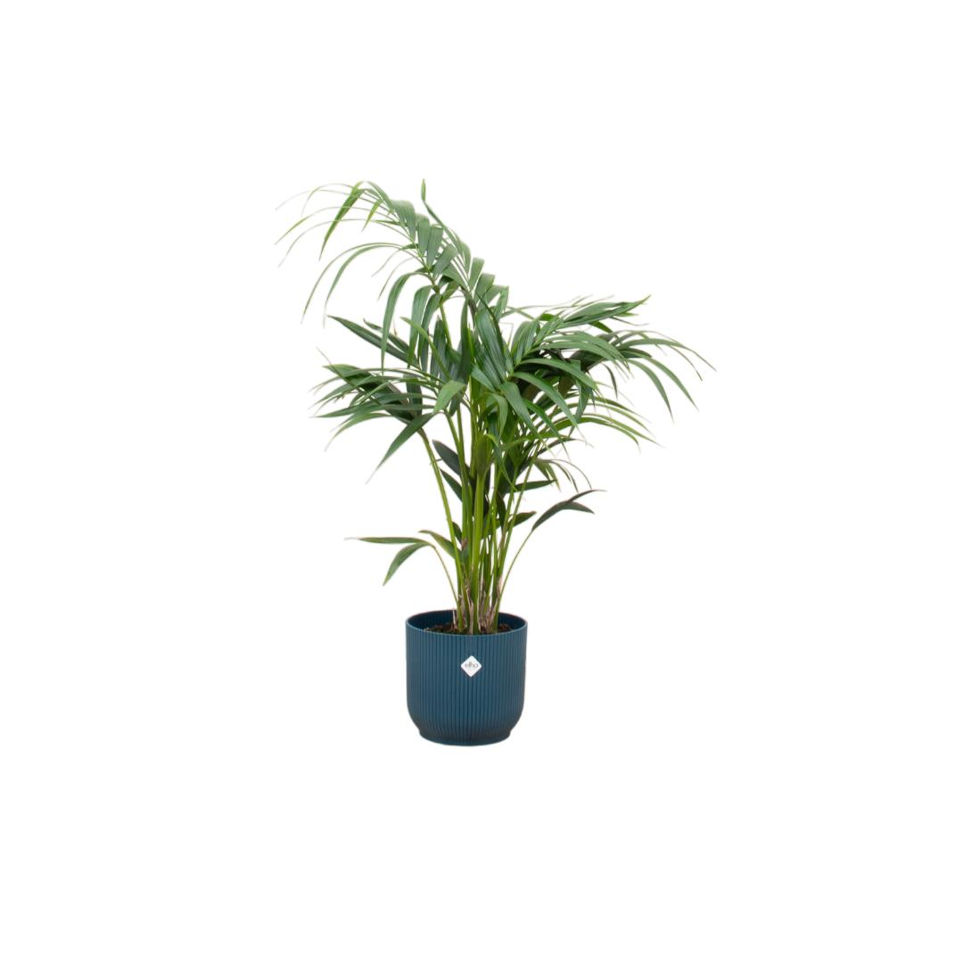 Combi deal - Kentia palm inclusief elho Vibes Fold Round blauw Ø25 - 130 cm