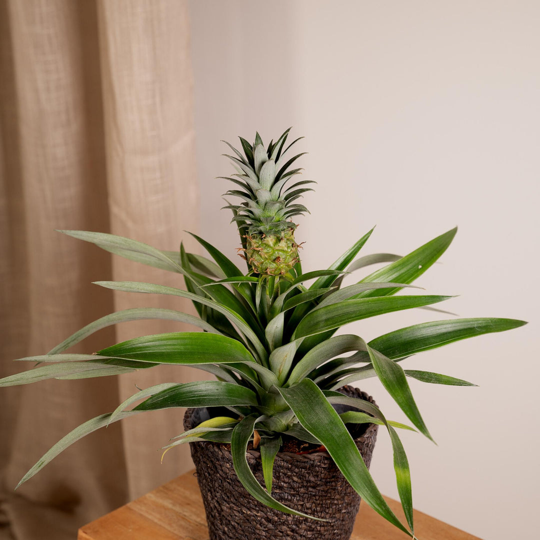 2x Bromelie - Ananaspflanze - 30cm - ø12