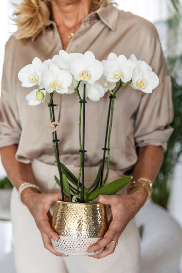 weiße Phalaenopsis Orchidee - Amabilis + Elite Topf Gold - Topfgröße Ø9cm - 40cm hoch | blühende Zimmerpflanze im Blumentopf - frisch vom Züchter