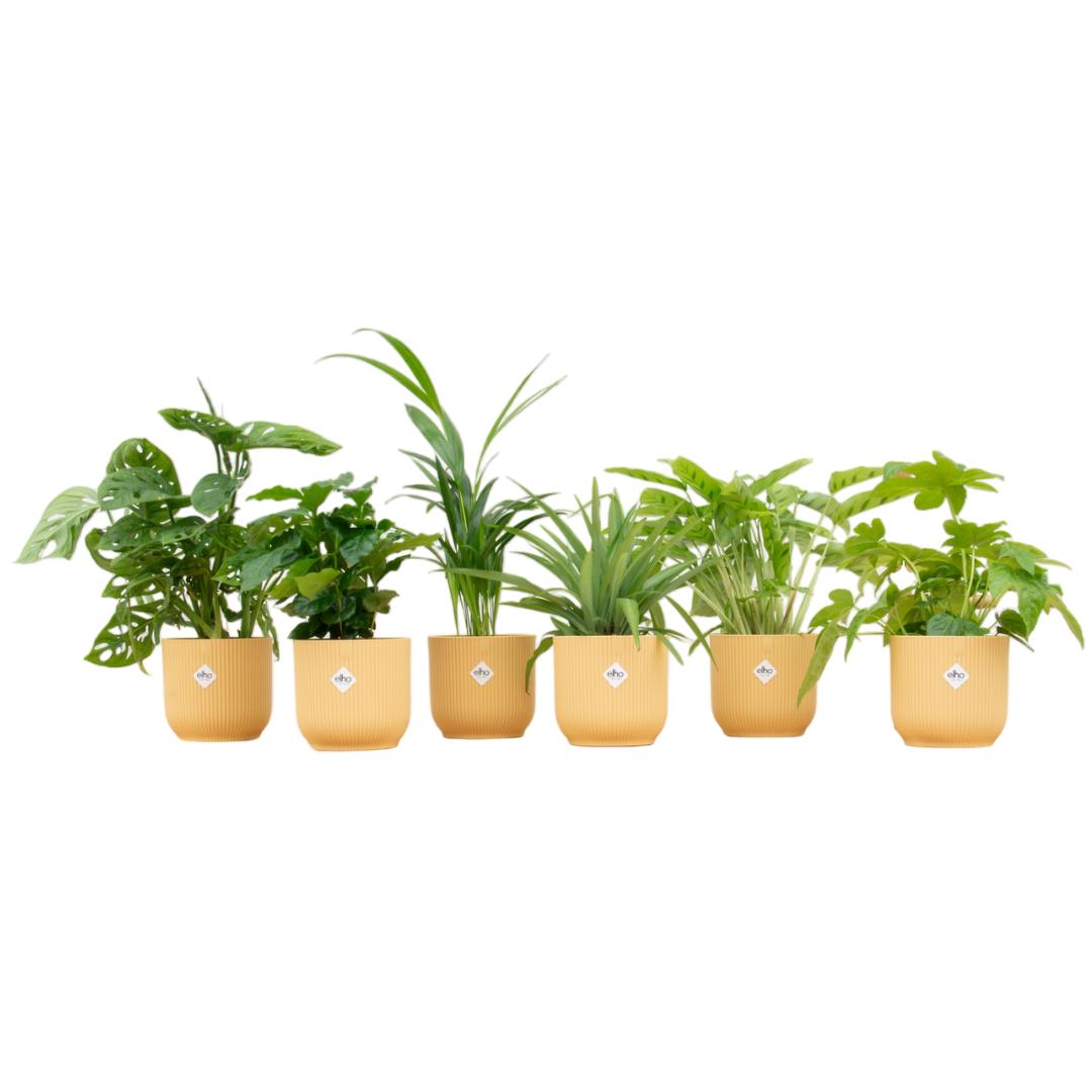 Verrassingsbox - 6 planten inclusief elho Vibes Fold Round Ø14 botergeel