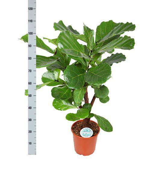Ficus Lyrata (vertakt) Ø24cm ↕110cm in Era WIT pot