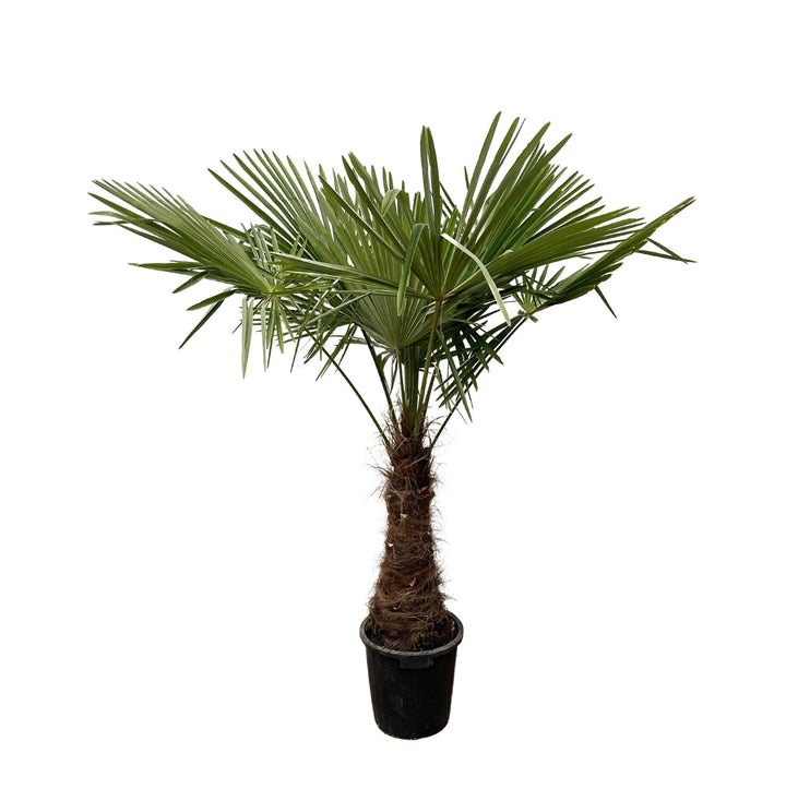 Trachycarpus - 225cm- Ø40