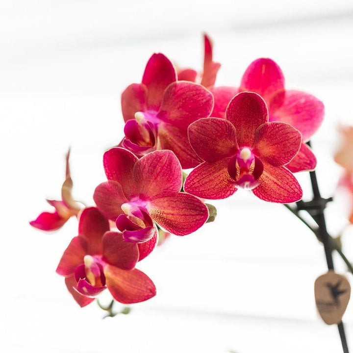 Rote Phalaenopsis Orchidee - Congo + Gummitopf Travertin - Topfgröße Ø9cm - 40cm hoch | blühende Zimmerpflanze im Blumentopf - frisch vom Züchter