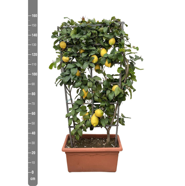 Citrus Lemon op rek - 160cm - ø60