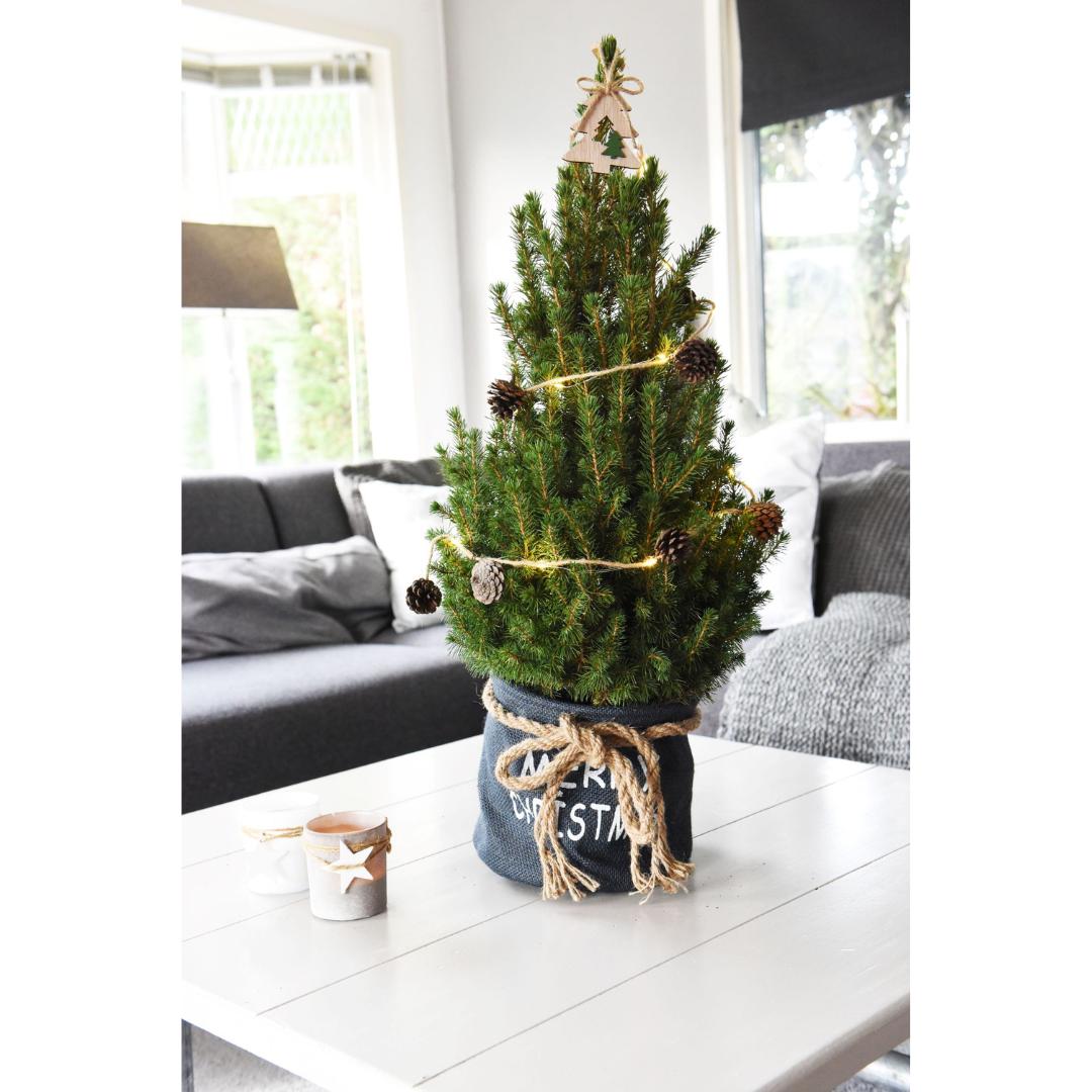 Kleine Kerstboom in Xmas Bag blauw + Dennenappel verlichting inclusief batterijen  - ca. 70 cm hoogte - Picea glauca Conica