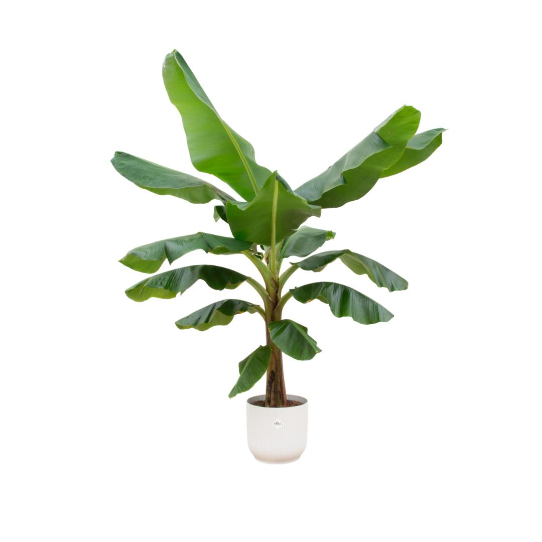 Combi deal - Bananenplant (Musa) inclusief elho Vibes Fold Round wit Ø30 - 180 cm