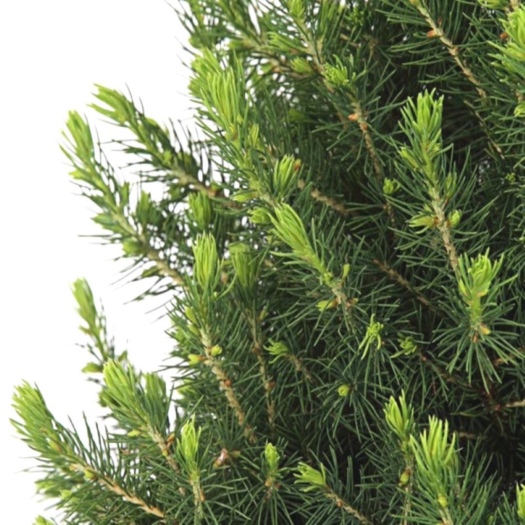 Kleine Kerstboom in Xmas Bag blauw + Sterverlichting inclusief batterijen  - ca. 70 cm hoogte - Picea glauca Conica