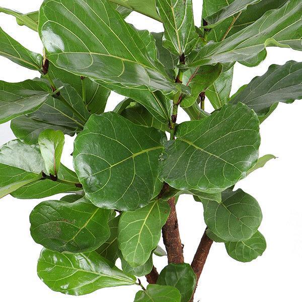 Ficus lyrata (verzweigt)