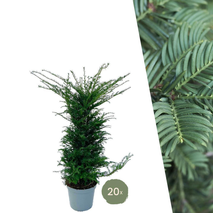 20 Extra Große Eibe Pflanzen für 10 laufende Meter Hecken | ↨ 100-125 cm im 15 Liter Topf
