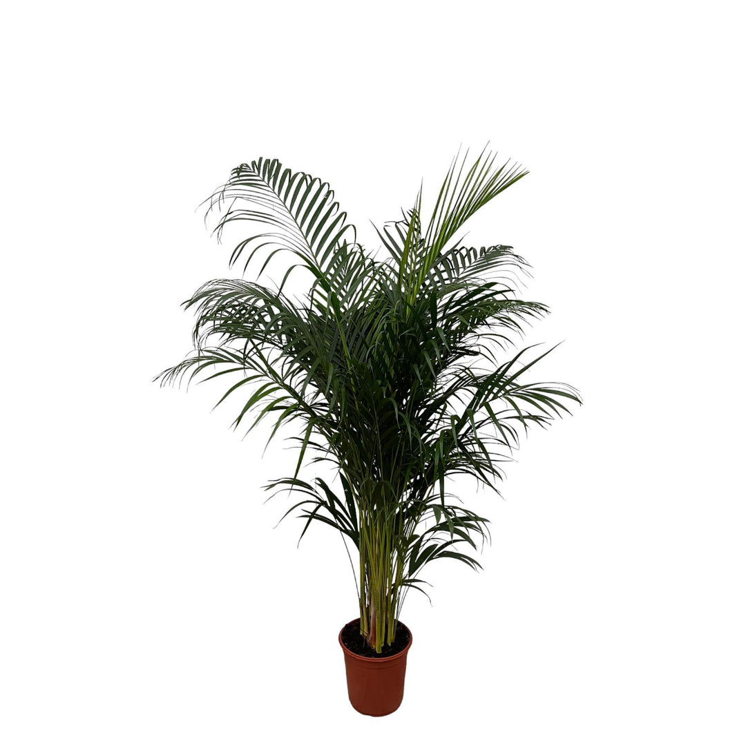 Dypsis Lutescens (Areca Palm) - 180 cm - ø24
