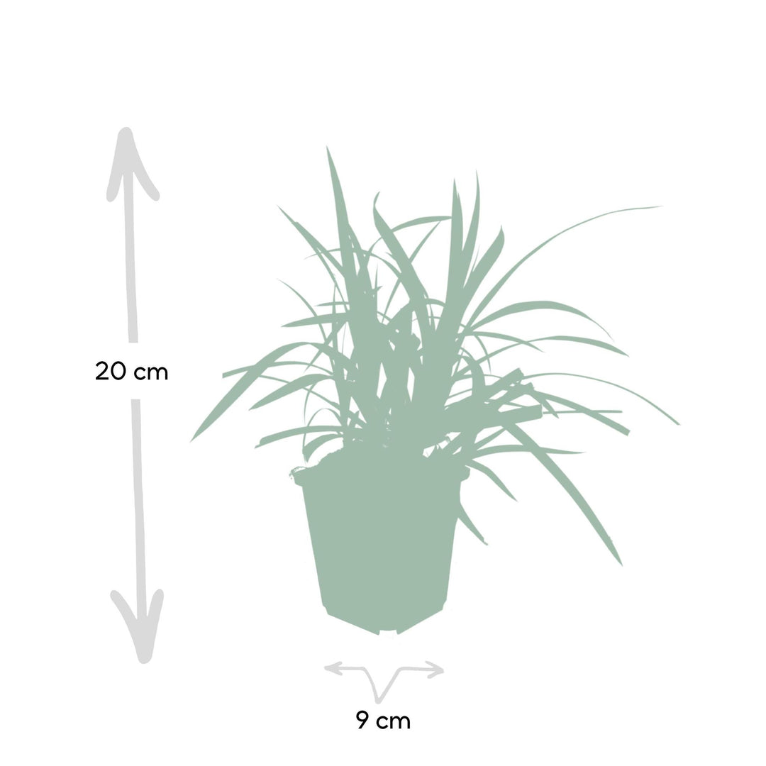 Carex morrowii 'Irish Green' P9 10/25  6x