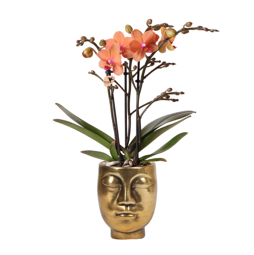Orange Phalaenopsis Orchidee - Mineral Bolzano - Topfgröße Ø9cm | blühende Zimmerpflanze - frisch vom Züchter