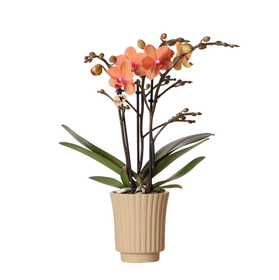 Orange Phalaenopsis Orchidee - Mineral Bolzano + Retro khaki - Topfgröße Ø9cm | blühende Zimmerpflanze - frisch vom Züchter