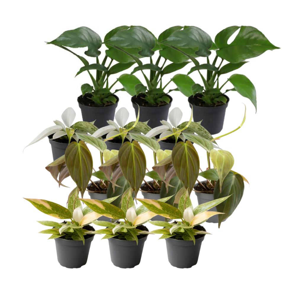 12x Philodendron Mix