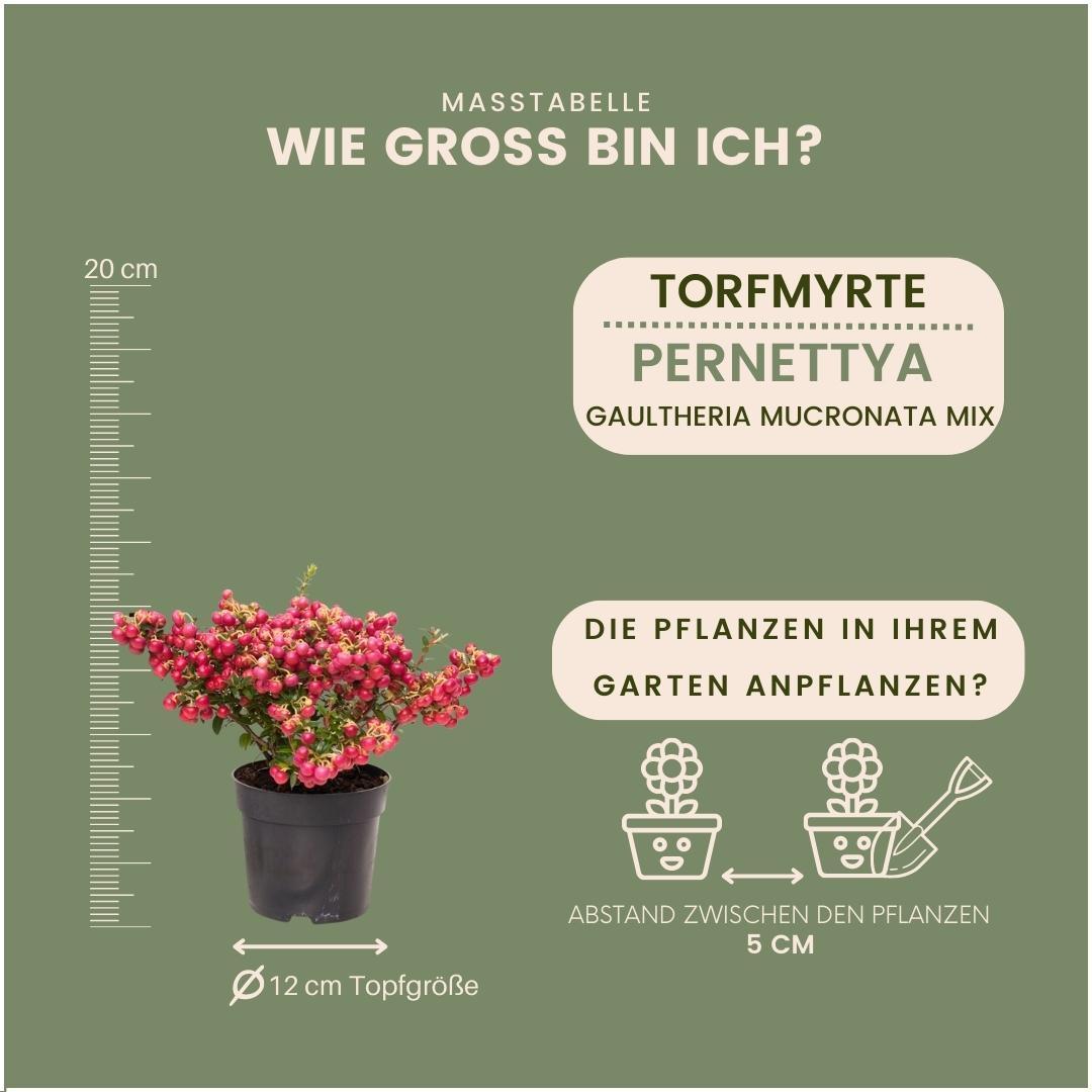 6x Pernettya mucronata mix | 2x Myrte pflanze weiß, 2x rot & 2x rosa | Topf 12 cm Ø | Höhe 20 cm ↨