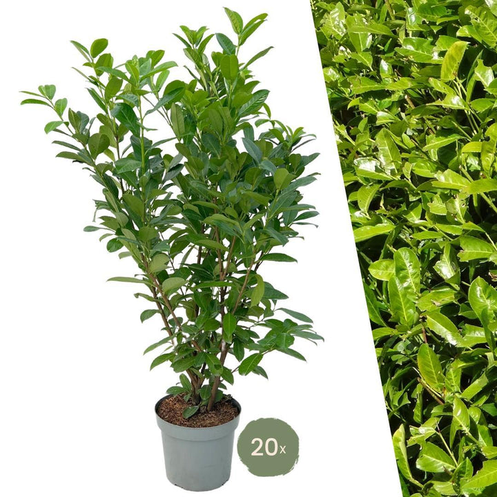 20 Extra Große Kirschlorbeer Pflanzen Rotundifolia für 10 laufende Meter Hecken | ↨ 125-150 cm im 15 L Topf
