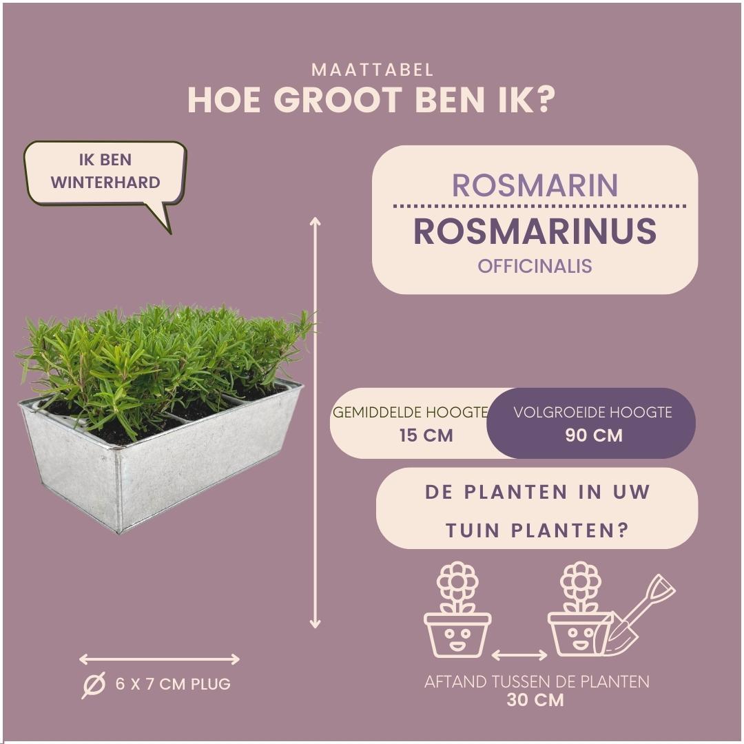 6 Rosmarin Pflanzen | 6er-Set im Deko Topf 'Old Look'