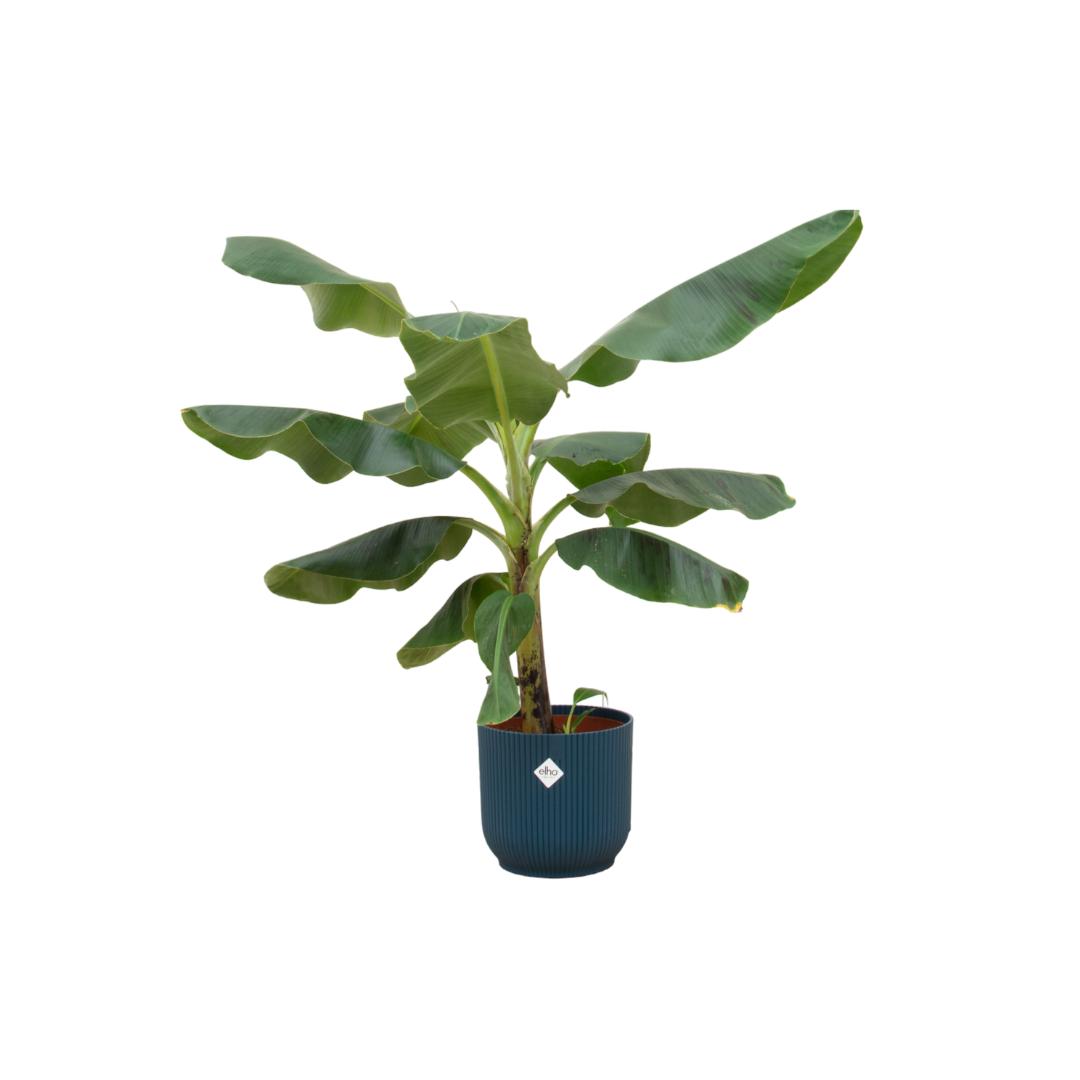 Combi deal - Bananenplant (Musa) inclusief elho Vibes Fold Round blauw Ø22 - 100 cm