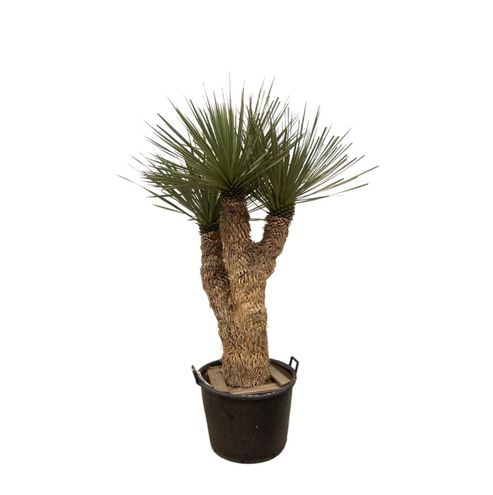 Yucca Rostrata Hidra - 200 cm - ø60