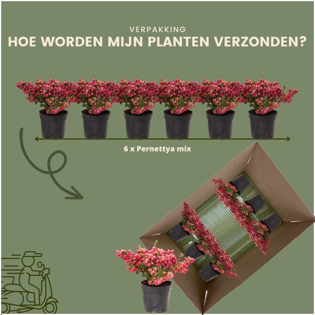 6x Pernettya mucronata | Myrte pflanze rot | Topf 12 cm Ø | Höhe 20 cm ↨