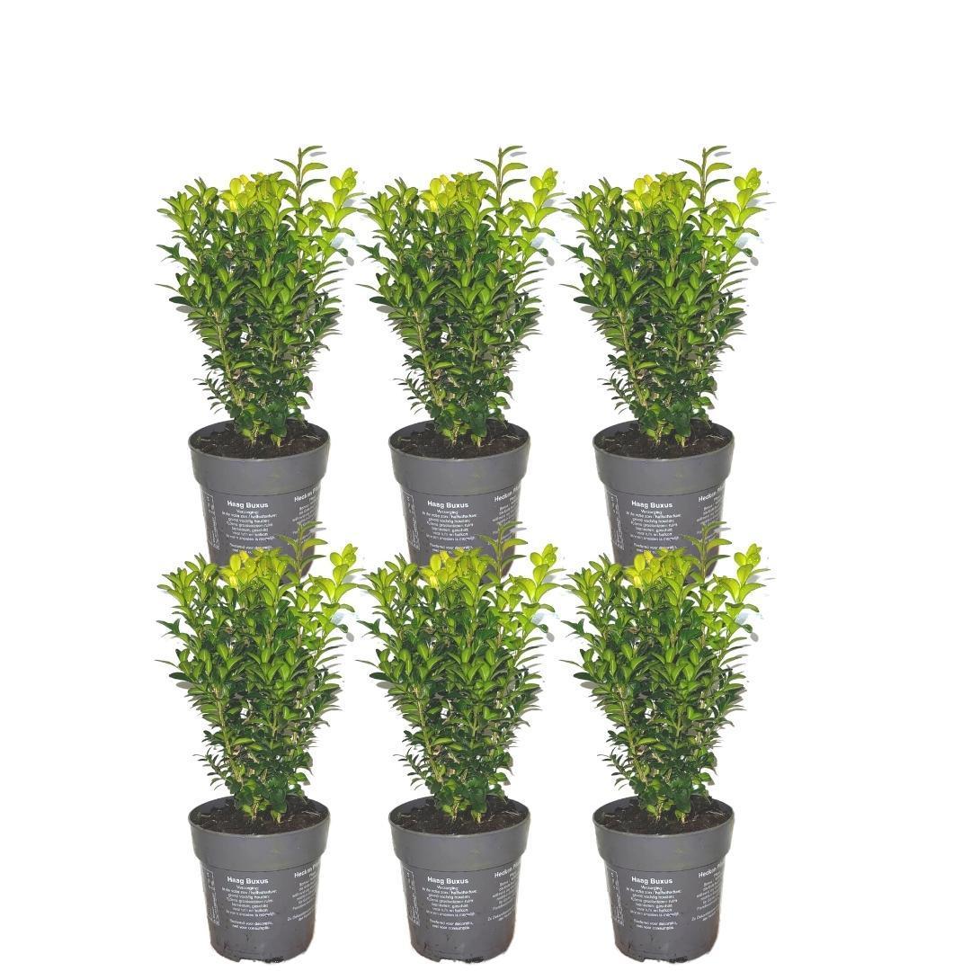 1 meter Buxus Sempervirens haag - Buxus Sempervirens - Set van 6 winterharde haagplanten - Bladhoudende haag - Vers van de kwekerij geleverd
