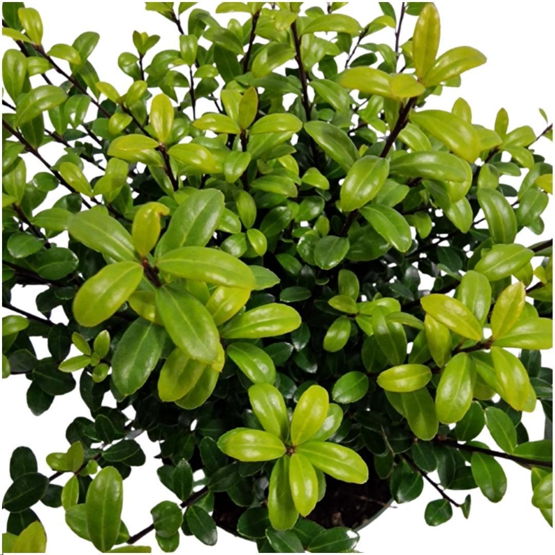 1 Meter Stechpalmen Hecke - Ilex crenata 'Jenny'® - Pflanzenset mit 6 winterharten Heckenpflanzen - Immergrüne Hecke - Direkt von der Gärtnerei geliefert