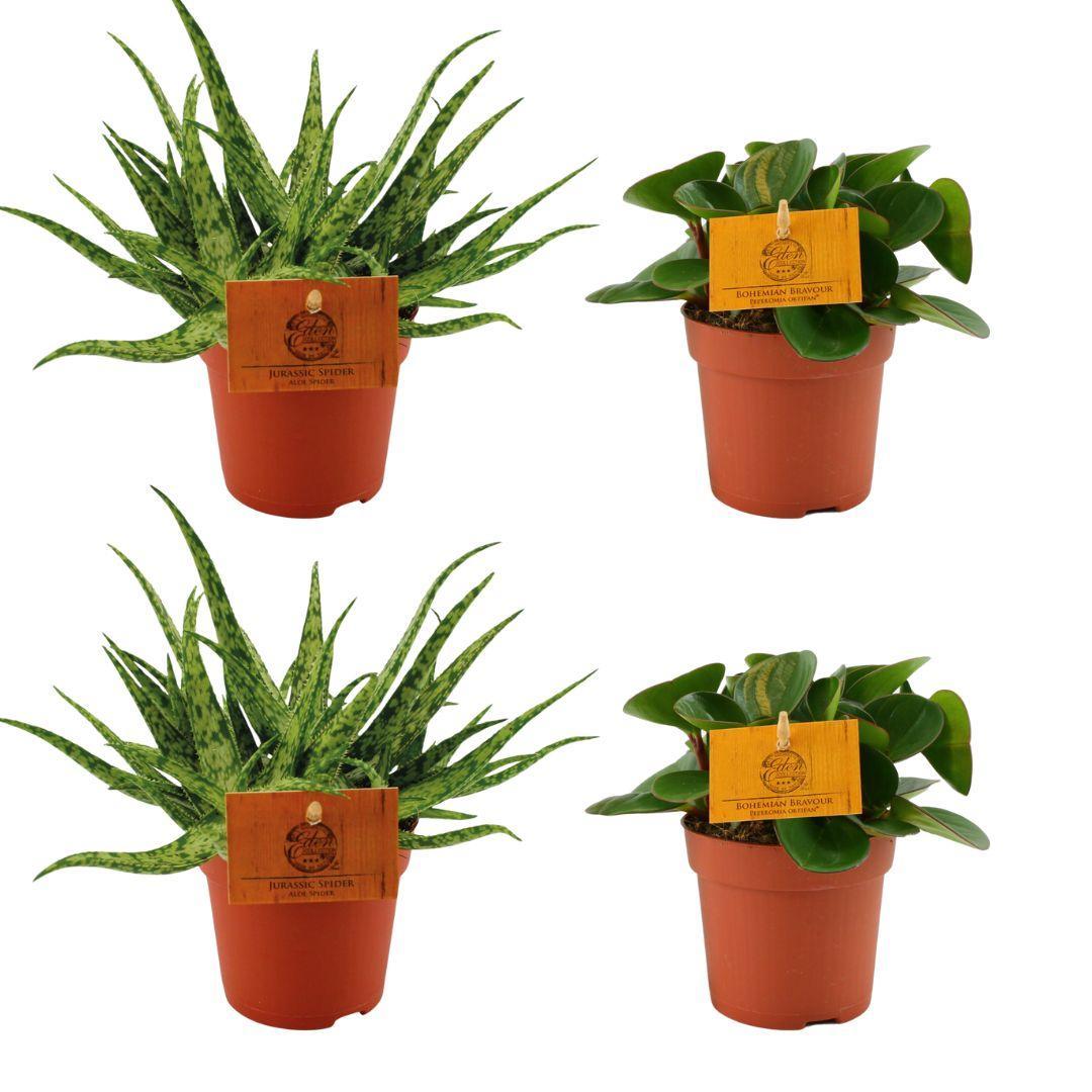 2x Aloe Spider + 2x Peperomia Obtipan Green - 4 stuks - Ø10.5cm - ↕10cm