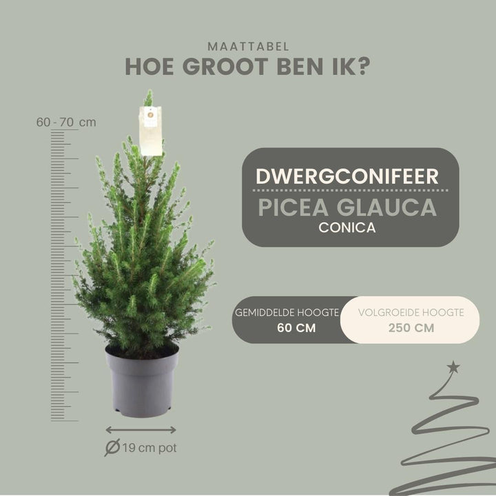 Kleine Kerstboom pot Ø19 cm - ca. 70 cm hoogte - Picea glauca Conica