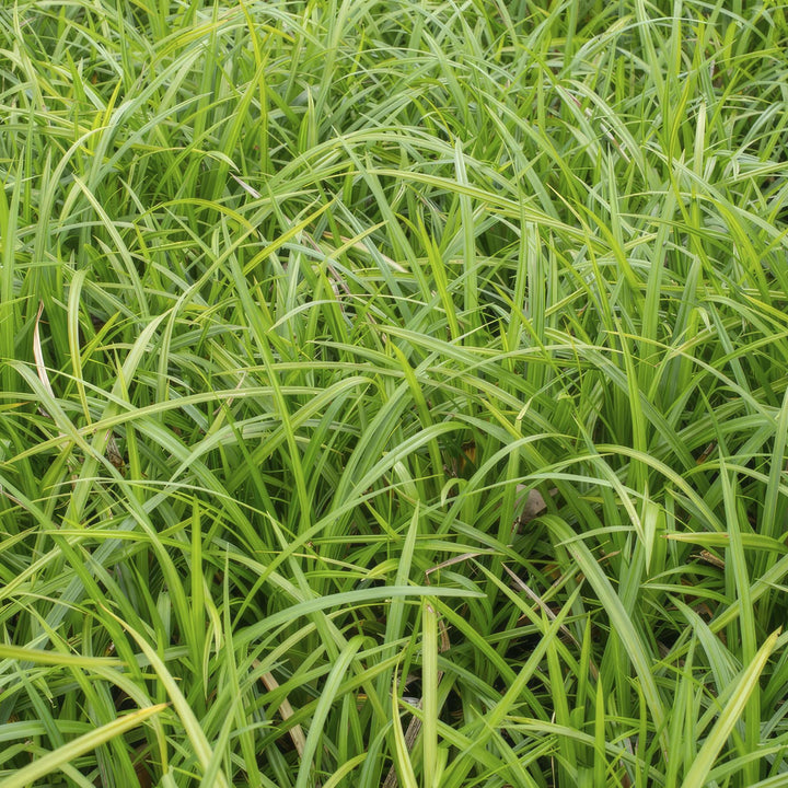 Carex morrowii 'Irish Green' P9 10/25  6x