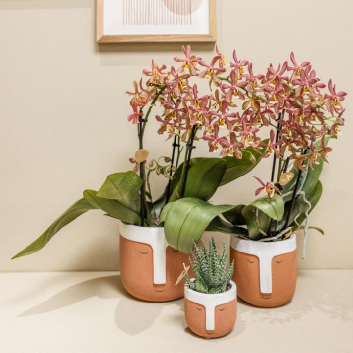 orange Phalaenopsis Orchidee - Spider - Topfgröße Ø9cm | blühende Zimmerpflanze - frisch vom Züchter