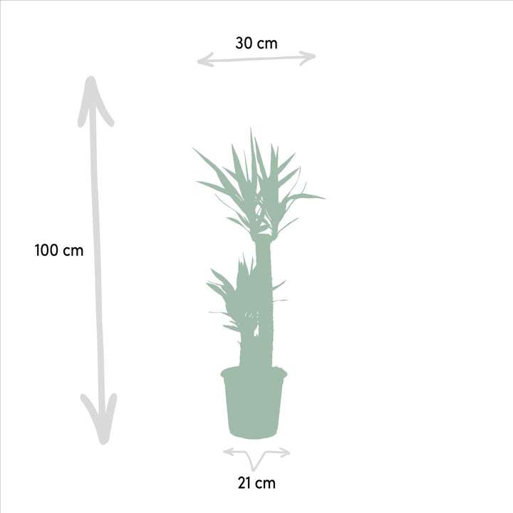Yucca - ↨100cm - Ø21cm