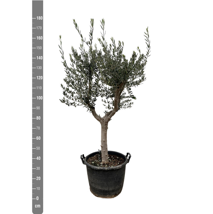 Olea Europaea Cultivo - 210cm- Ø45