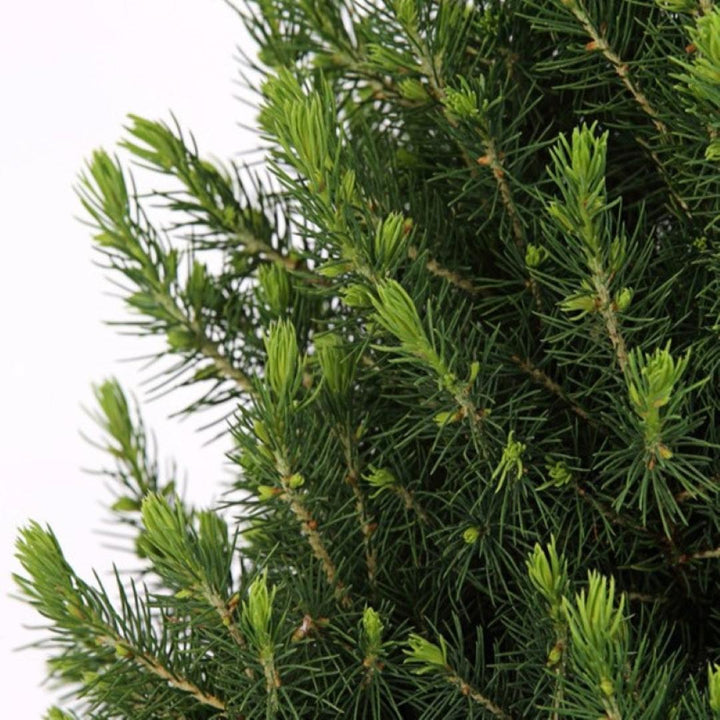 Kleine Kerstboom in Kerstmis sierpot - ca. 70 cm hoogte - Picea glauca Conica