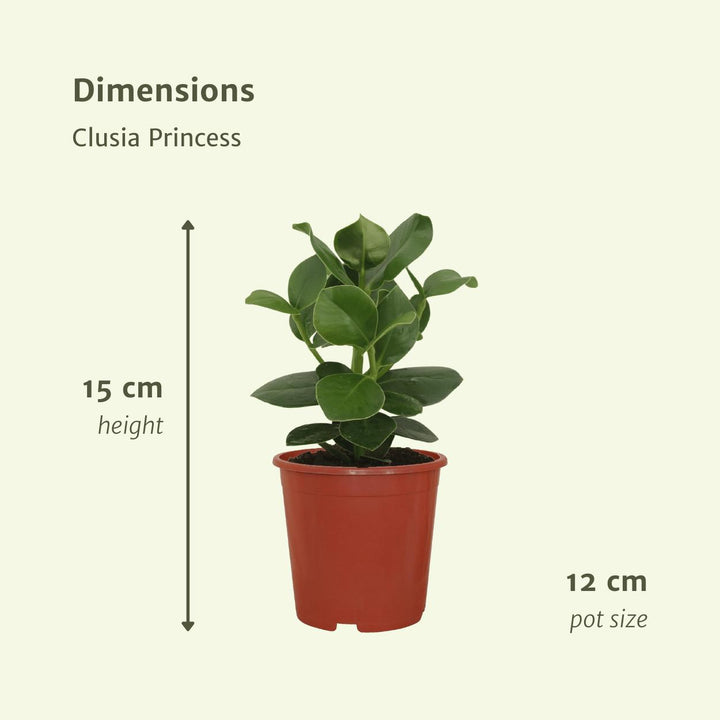 2x Clusia Princess - Signature Tree - 15cm - ø12