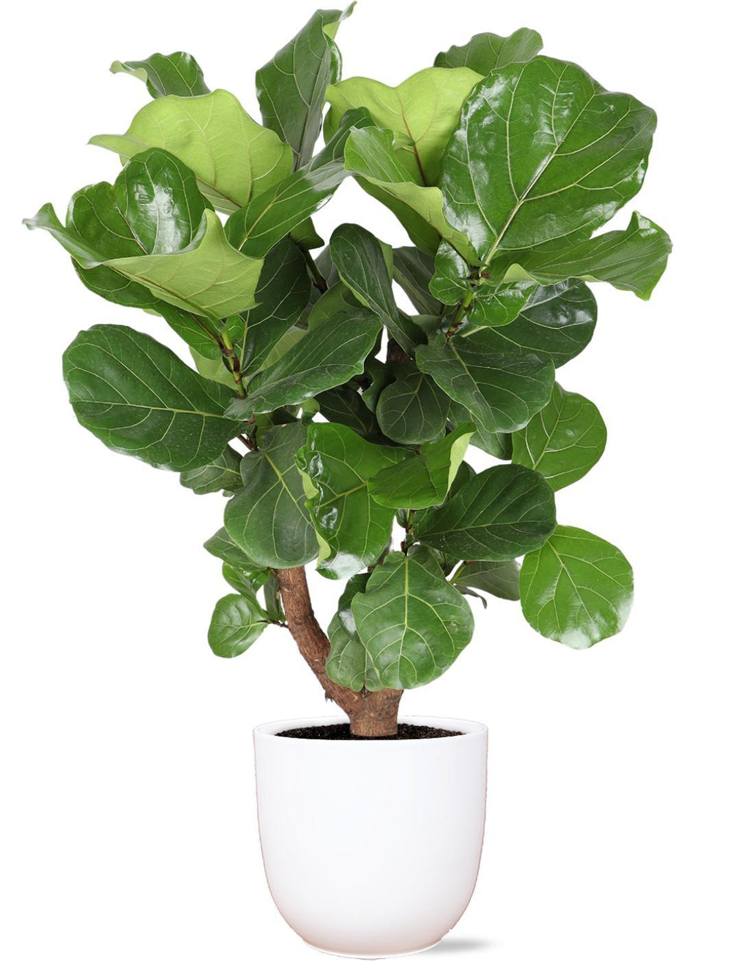 Ficus Lyrata (vertakt) Ø24cm ↕110cm in Boule WIT pot