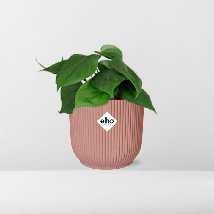 Philodendron Scandens in ELHO Vibes Fold 14cm roze