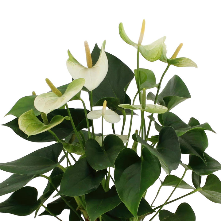 Anthurium andreanum Namora incl. PURE zink - 45cm - Ø12