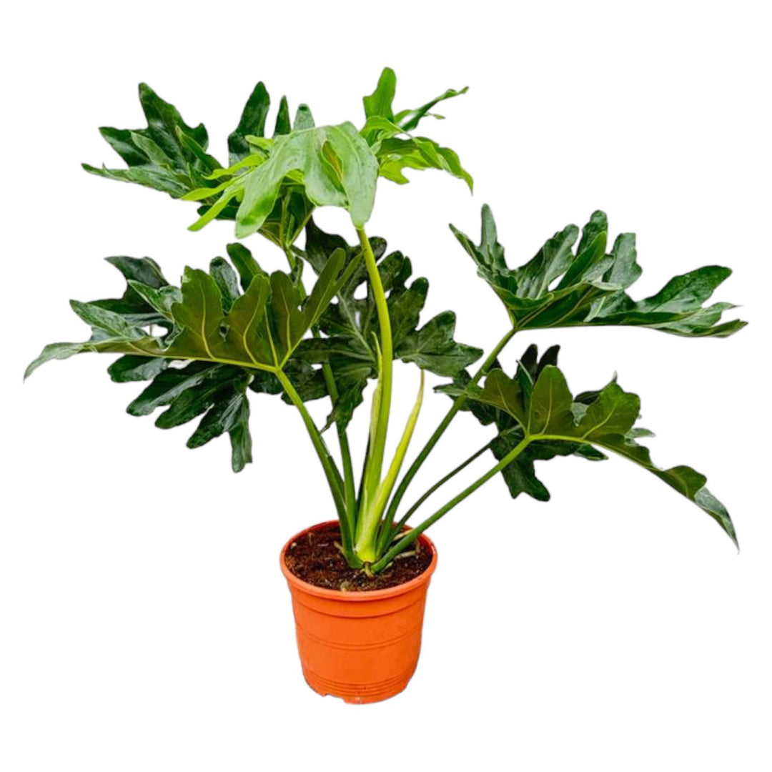 Philodendron Selloum - 100 cm - Ø22