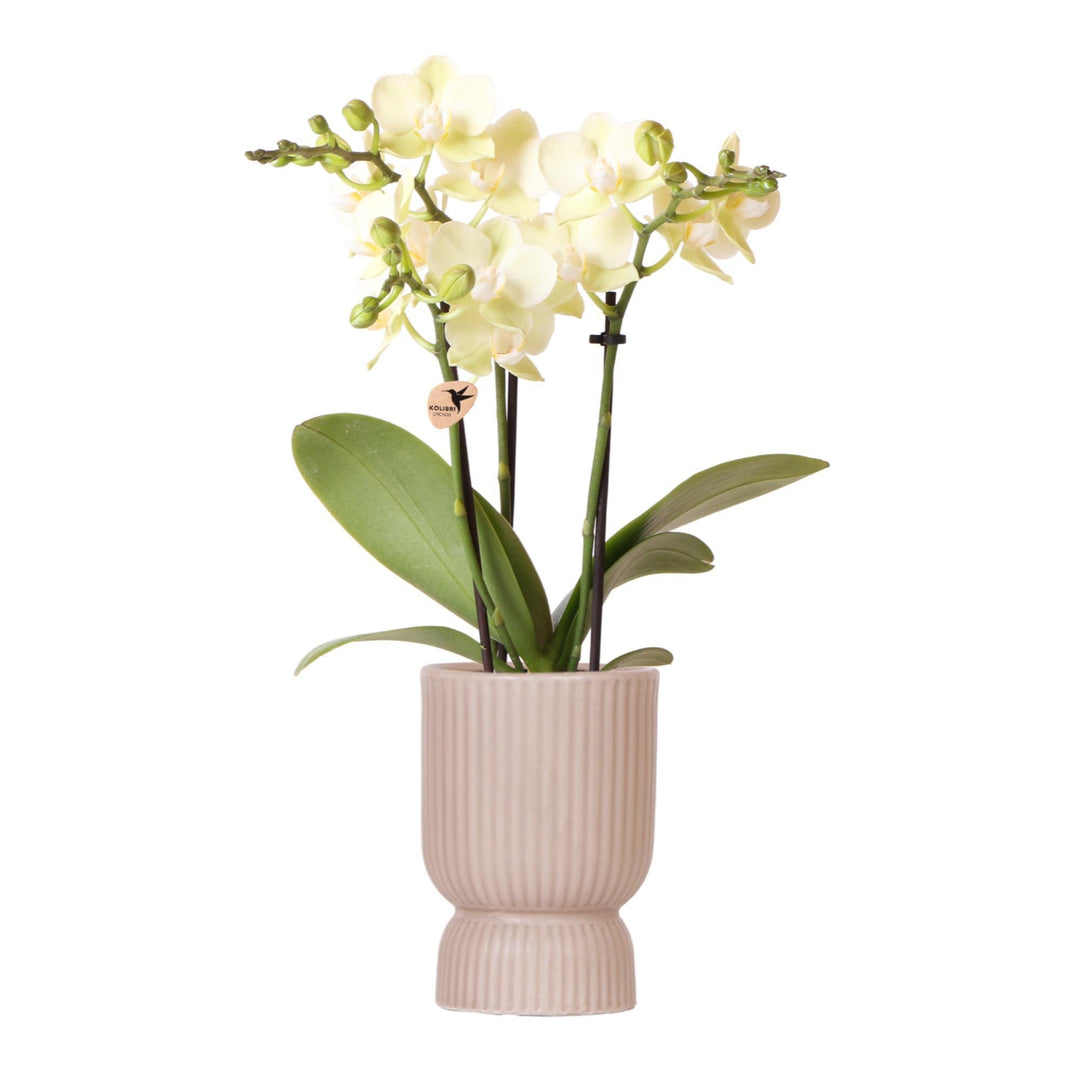 Kolibri Orchideen | gelbe Phalaenopsis-Orchidee - Mexiko - Topfgröße Ø9cm | blühende Zimmerpflanze - frisch vom Züchter